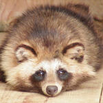 Tanuki God